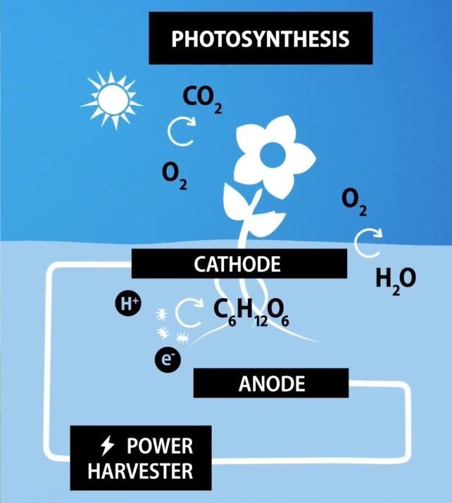 a study of how plants conduct electricity research